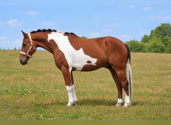 Lewitzer Mix, Castrone, 4 Anni, 148 cm, Pezzato