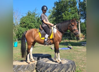 Lewitzer, Castrone, 5 Anni, 140 cm, Pezzato