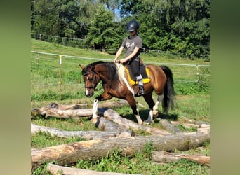 Lewitzer, Castrone, 5 Anni, 140 cm, Pezzato