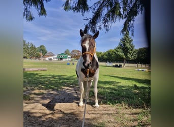 Lewitzer, Castrone, 5 Anni, 143 cm, Pezzato