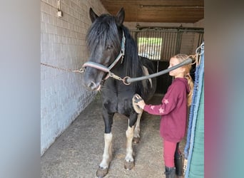 Lewitzer Mix, Castrone, 5 Anni, 144 cm, Pezzato