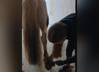 Lewitzer Mix, Castrone, 5 Anni, 144 cm, Pezzato