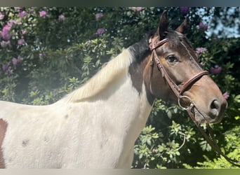 Lewitzer, Castrone, 6 Anni, 148 cm, Pezzato