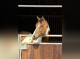 Lewitzer, Castrone, 6 Anni, 155 cm, Pezzato