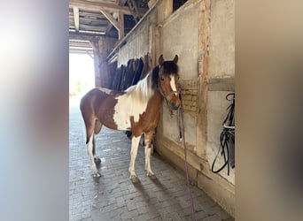 Lewitzer, Castrone, 7 Anni, 142 cm, Pezzato