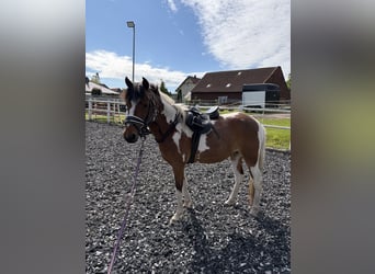 Lewitzer, Castrone, 7 Anni, 142 cm, Pezzato