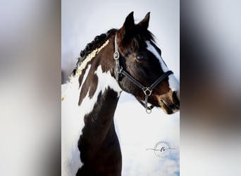 Lewitzer, Castrone, 8 Anni, 142 cm, Pezzato