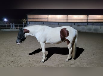 Lewitzer, Castrone, 8 Anni, 143 cm, Pezzato