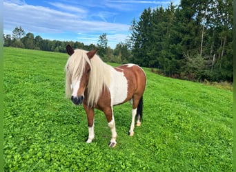 Lewitzer Mix, Castrone, 9 Anni, 125 cm, Pezzato
