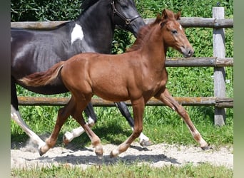 Lewitzer, Étalon, 1 Année, 148 cm, Alezan