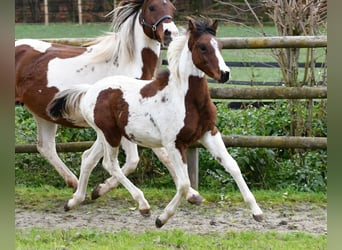 Lewitzer, Étalon, 1 Année, 148 cm, Tobiano-toutes couleurs