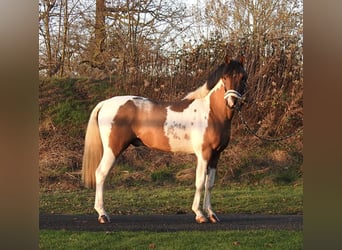 Lewitzer, Étalon, 2 Ans, 138 cm, Pinto