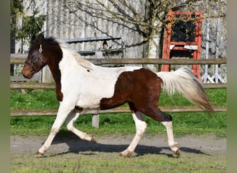Lewitzer, Étalon, 2 Ans, 147 cm, Tobiano-toutes couleurs