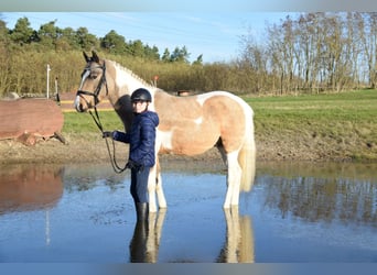 Lewitzer, Étalon, 2 Ans, Pinto