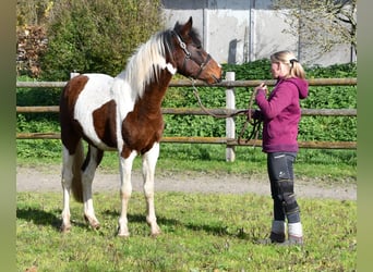 Lewitzer, Étalon, 3 Ans, 147 cm, Tobiano-toutes couleurs