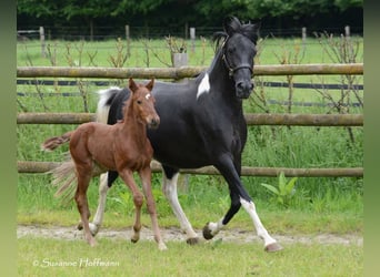 Lewitzer, Étalon, Poulain (04/2024), 148 cm, Alezan