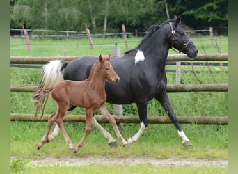 Lewitzer, Étalon, Poulain (04/2024), 148 cm, Alezan