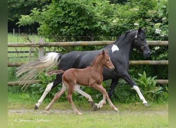 Lewitzer, Étalon, Poulain (04/2024), 148 cm, Alezan