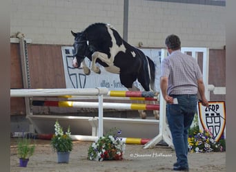 Lewitzer, Étalon, Poulain (04/2026), 148 cm, Tobiano-toutes couleurs
