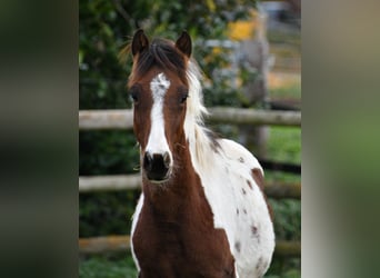 Lewitzer, Étalon, Poulain (05/2025), 148 cm, Tobiano-toutes couleurs