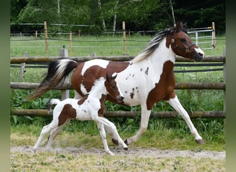 Lewitzer, Étalon, Poulain (05/2025), 148 cm, Tobiano-toutes couleurs