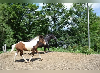 Lewitzer, Étalon, Poulain (03/2024), 150 cm, Pinto