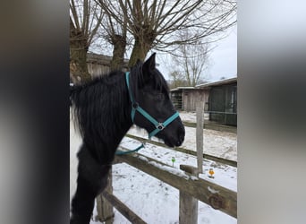 Lewitzer Mix, Gelding, 11 years, 14,1 hh, Pinto