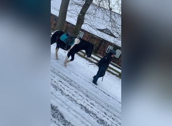 Lewitzer Mix, Gelding, 11 years, 14,1 hh, Pinto