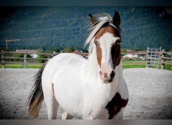Lewitzer, Gelding, 13 years, 13.1 hh, Pinto