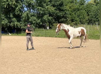 Lewitzer Mix, Gelding, 13 years, 13.2 hh, Pinto