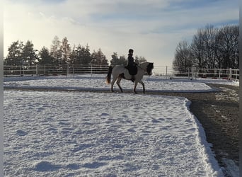 Lewitzer, Gelding, 13 years, 13,1 hh, Pinto