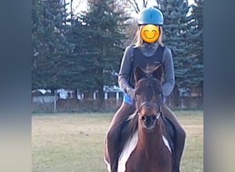 Lewitzer, Gelding, 15 years, 12,2 hh, Pinto