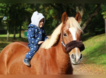 Lewitzer, Wallach, 15 Jahre, 14 hh, Fuchs