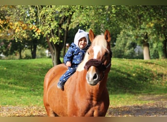 Lewitzer, Wallach, 15 Jahre, 14 hh, Fuchs