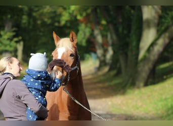 Lewitzer, Wallach, 15 Jahre, 14 hh, Fuchs