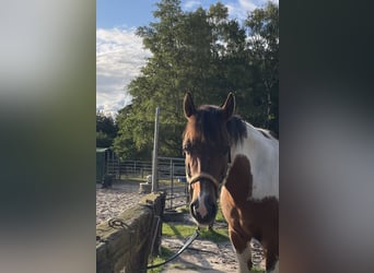 Lewitzer, Gelding, 15 years, 14,3 hh, Pinto