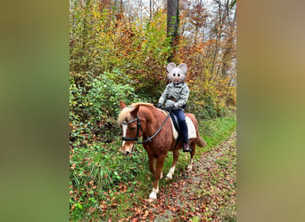 Lewitzer, Gelding, 16 years, 14 hh, Chestnut-Red