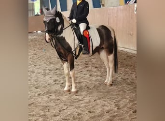 Lewitzer, Wallach, 18 Jahre, 12,1 hh, Schecke