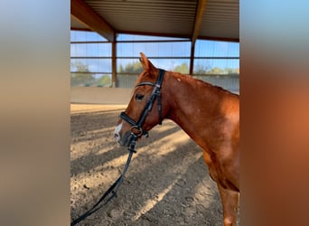 Lewitzer Mix, Gelding, 18 years, 12.3 hh, Chestnut-Red
