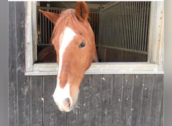 Lewitzer, Gelding, 18 years, 12,3 hh