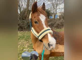 Lewitzer, Gelding, 18 years, 12,3 hh