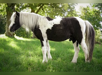 Lewitzer, Gelding, 19 years, 13.2 hh, Pinto