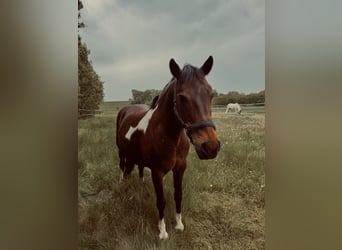 Lewitzer, Gelding, 19 years, 14,1 hh, Pinto