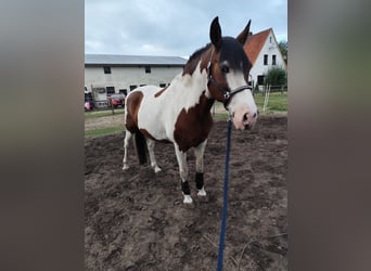 Lewitzer Mix, Gelding, 20 years, 14.2 hh, Pinto
