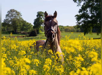 Lewitzer, Gelding, 20 years, 15,1 hh, Brown