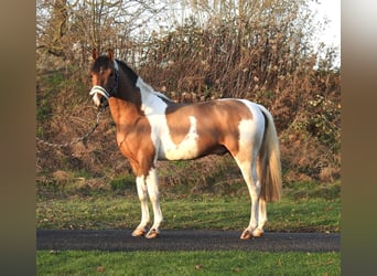 Lewitzer, Gelding, 3 years, 13,2 hh, Pinto