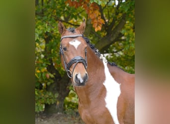 Lewitzer, Gelding, 3 years, 14.1 hh, Pinto