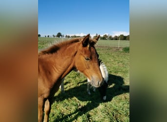 Lewitzer, Gelding, 3 years, 14,1 hh, Chestnut-Red