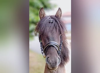 Lewitzer Mix, Gelding, 3 years, Pinto