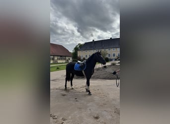 Lewitzer, Gelding, 4 years, 15 hh, Black